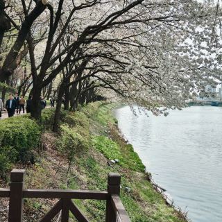 首爾11日遊