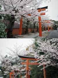 Kyoto | Cherry Blossoms, Torii Gates & a Serendipitous Reunion 🌸⛩️