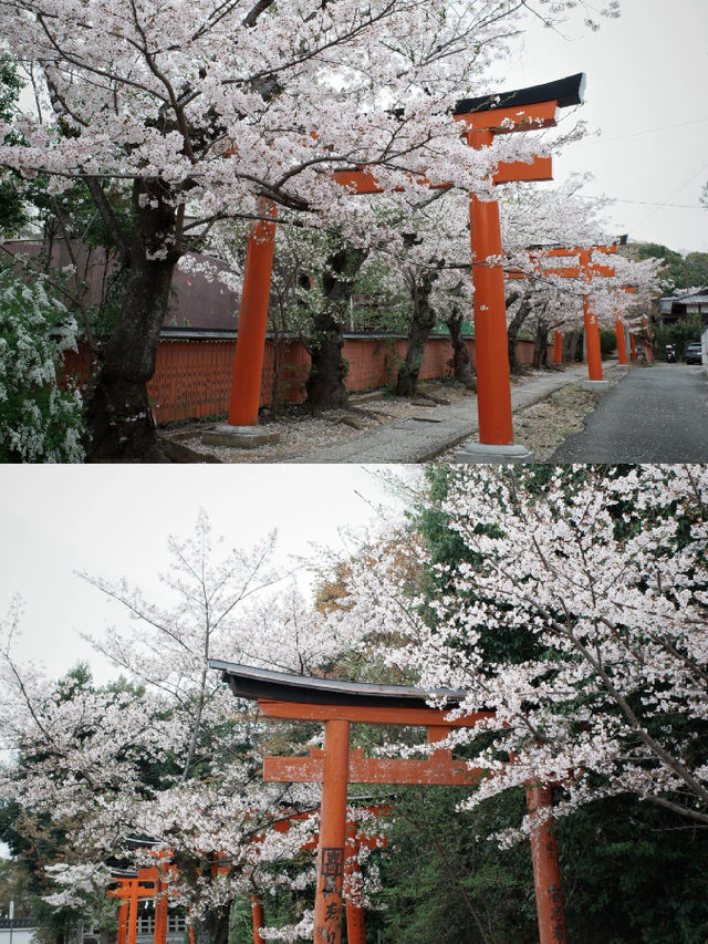 Kyoto | Cherry Blossoms, Torii Gates & a Serendipitous Reunion 🌸⛩️