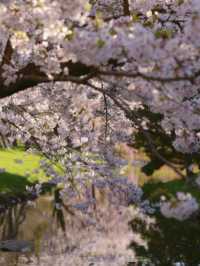 Sapporo | Just a City Park… but Unreal Levels of Beauty 🌸📷
