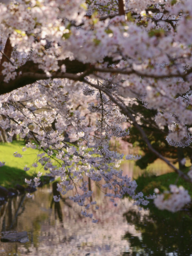 Sapporo | Just a City Park… but Unreal Levels of Beauty 🌸📷