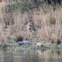 Ranthambore Tiger Reserve