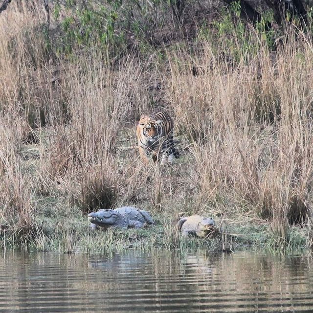 Ranthambore Tiger Reserve