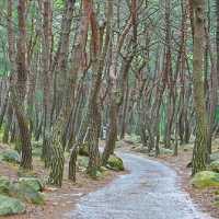 Daegu: Korea’s Secret Spring Sanctuary