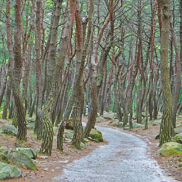 Daegu: Korea’s Secret Spring Sanctuary