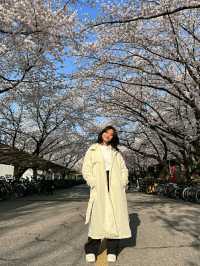 Daejeon: Korea’s Underrated Blossom EscapeLocation: Daejeon, South Korea