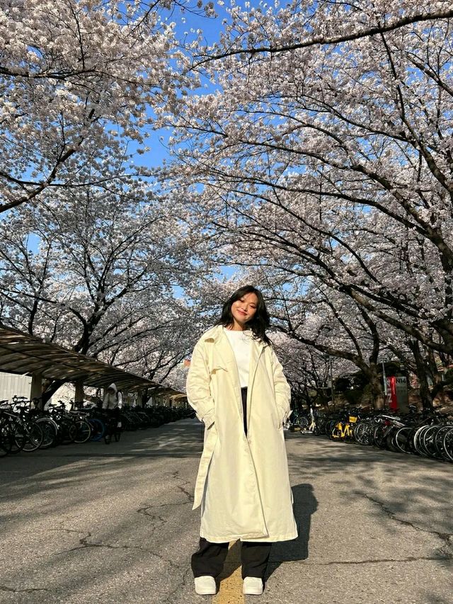 Daejeon: Korea’s Underrated Blossom EscapeLocation: Daejeon, South Korea