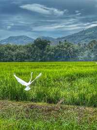Golden Light and Village Calm: Evening Walk in Kampung Terang