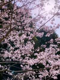 Tokyo sakura