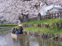 Shingashi River: A Hidden Springtime Treasure
