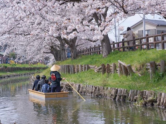 Shingashi River: A Hidden Springtime Treasure