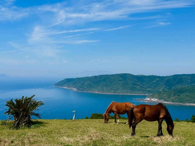 Wild Horses, Ocean Views