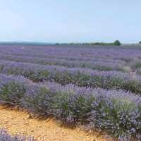 Provence Lavender Fields – Provence, France