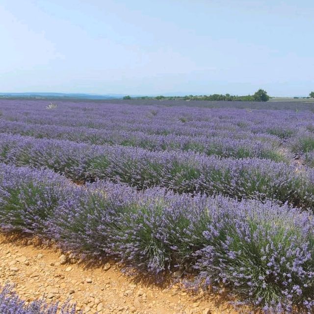 Provence Lavender Fields – Provence, France