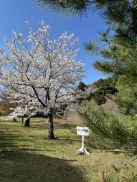 🏞️【皇居春日限定開放】趕上滿開櫻花×最後開放日！東京市中心的賞櫻驚喜體驗 🌸