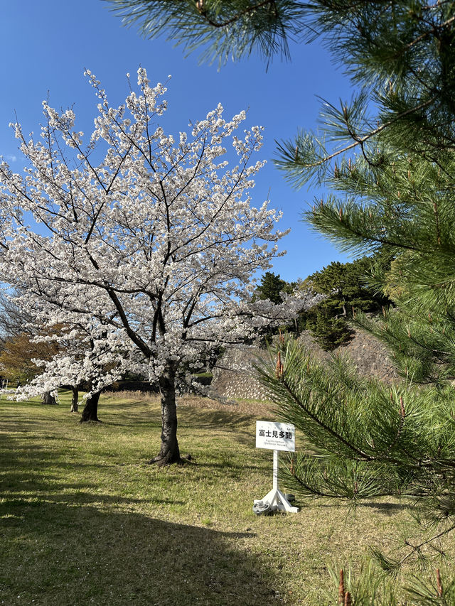 🏞️【皇居春日限定開放】趕上滿開櫻花×最後開放日！東京市中心的賞櫻驚喜體驗 🌸
