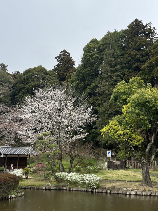 🌸【雨中偕樂園．櫻花靜賞漫旅】探訪日本三大名園之一｜水戶最值得造訪的春日秘境