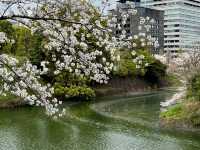 CHIDORIGAFUCHI RYOKUDO | TOKYO’S PICTURESQUE MOAT OF BLOSSOMS