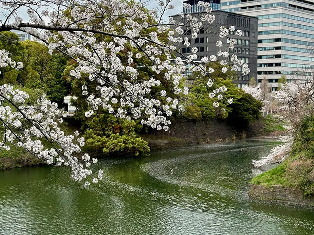 CHIDORIGAFUCHI RYOKUDO | TOKYO’S PICTURESQUE MOAT OF BLOSSOMS
