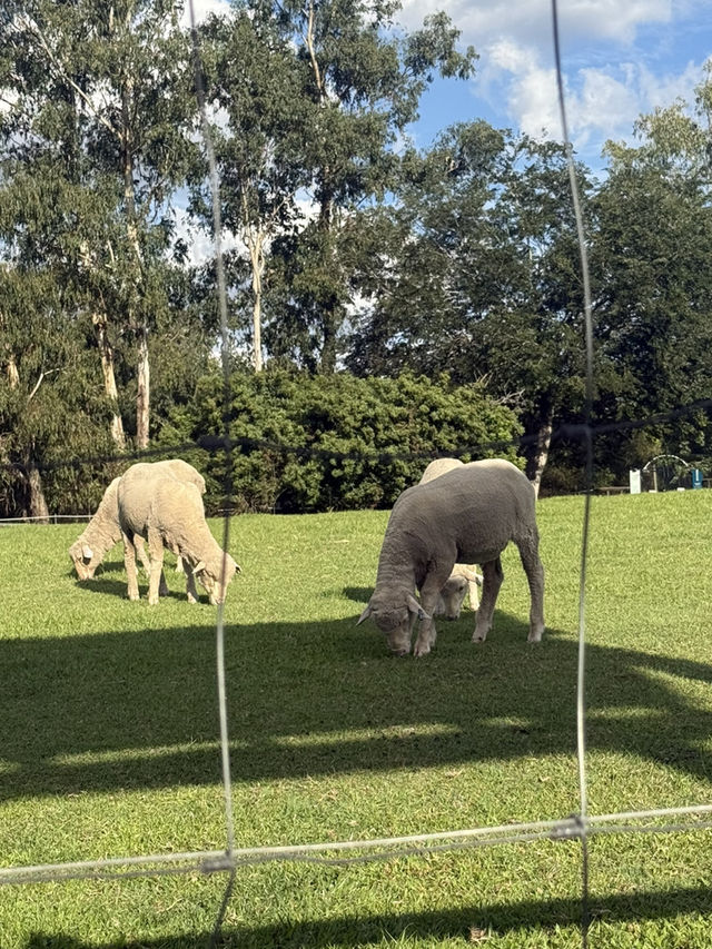 🦘🐨💕Up Close with Kangaroos at Lone Pine Sanctuary