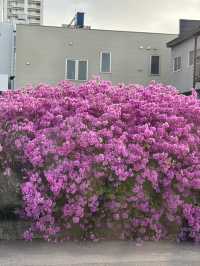Sakura season at Hakodate 