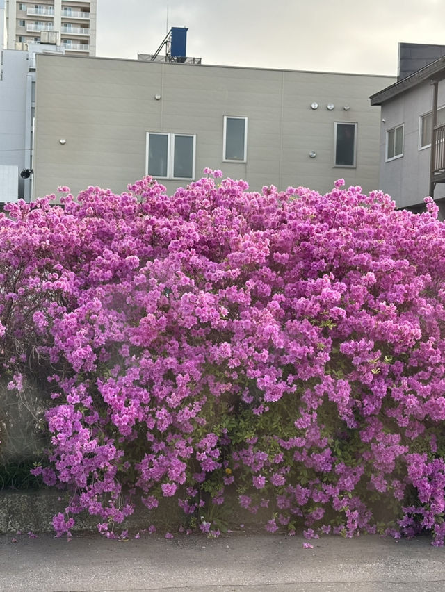 Sakura season at Hakodate 