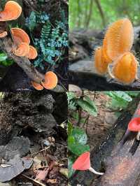 เดินน้ำตกโกรกอีดก สระบุรี    