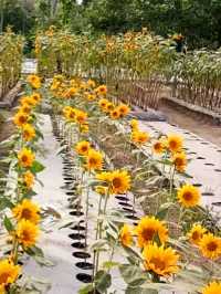 Experience springtime with sunflowers at Sunshine Farms