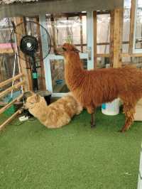 Batam zoo paradise