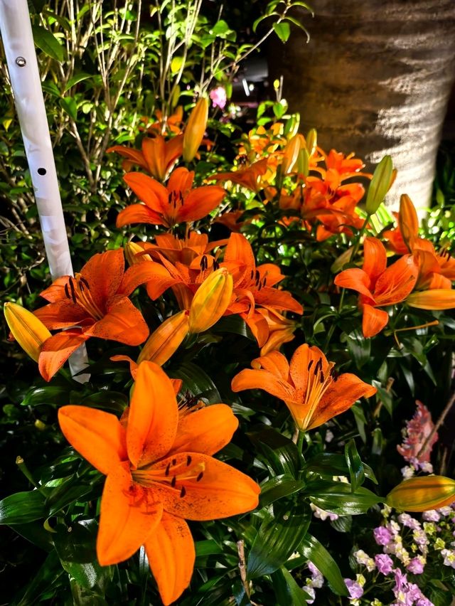 Lilytopia : The Italian Summer Vibes 