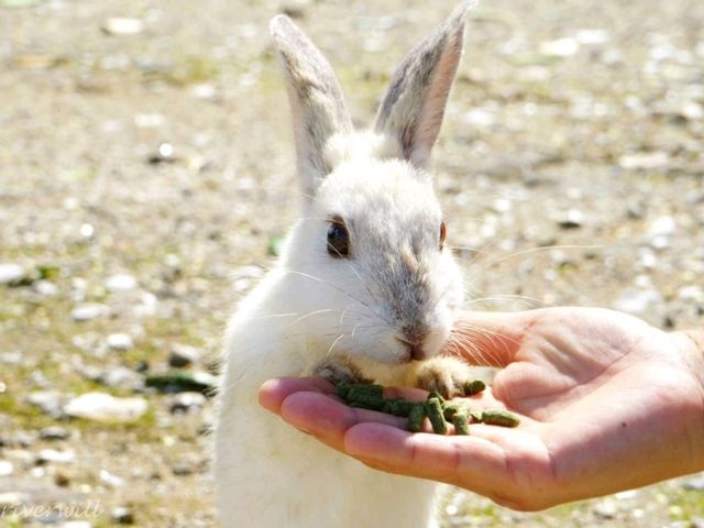 【沖縄】うさぎとビーチと大自然が楽しめる無人島「カヤマ島」