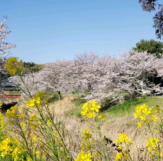 【三重】鹿化川の千本桜