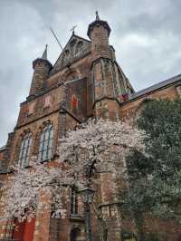 A Little Spring Peek from Leiden 🌺