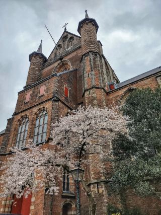 A Little Spring Peek from Leiden 🌺