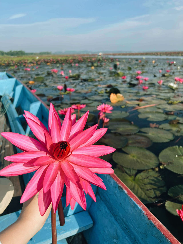 🌸 想体验一场贴近自然、超梦幻的水上之旅？那你一定要来南泰的隐藏秘境 —— Thale Noi 莲花湖，就位于 🇹🇭Phatthalung 帕塔卢翁。