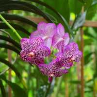 【🇸🇬Singapore】Nature Date at the National Orchid Garden – for Free! 🌸✨