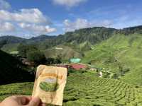 馬來西亞🇲🇾一盞茶一段風景 金馬倫茶園Cameron Valley Tea的晨時風光