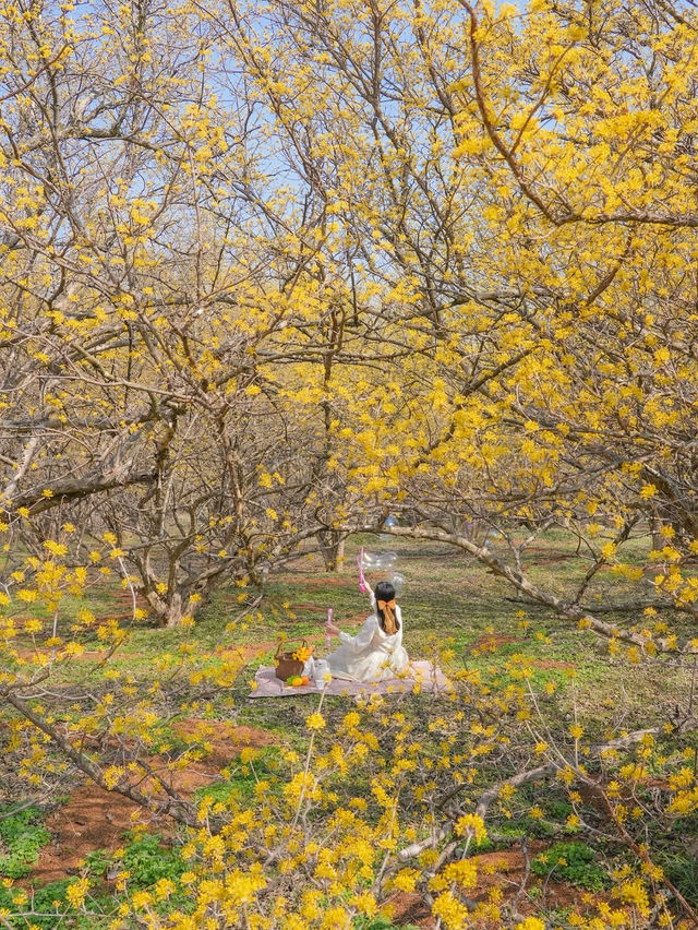  한적하게 만나기 좋은 가득 만개한 산수유 스팟🌼