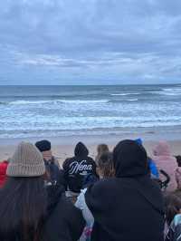🐧 「企鵝歸巢」（Penguin Parade）是澳洲墨爾本周邊最受歡迎的自然奇觀之一🌊🇳🇿☁️