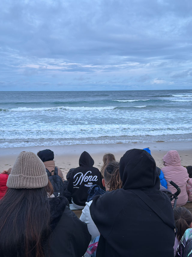 🐧 「企鵝歸巢」（Penguin Parade）是澳洲墨爾本周邊最受歡迎的自然奇觀之一🌊🇳🇿☁️