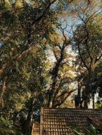River Breezes & Jungle Vibes: A Weekend in Taman Negara Pahang