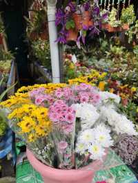 Succulent Heaven in Kundasang 