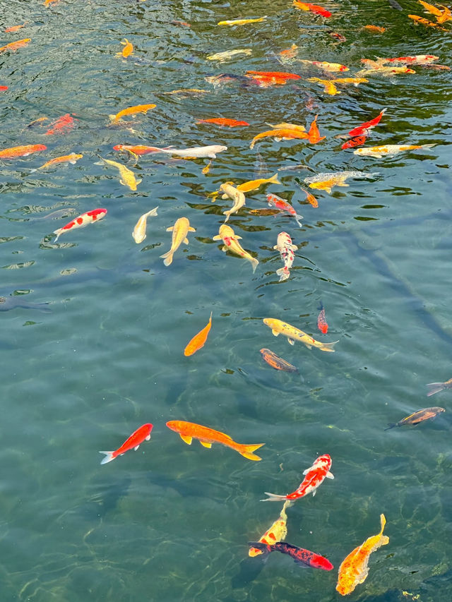 Nan Lian Garden (南蓮園池), Hong Kong