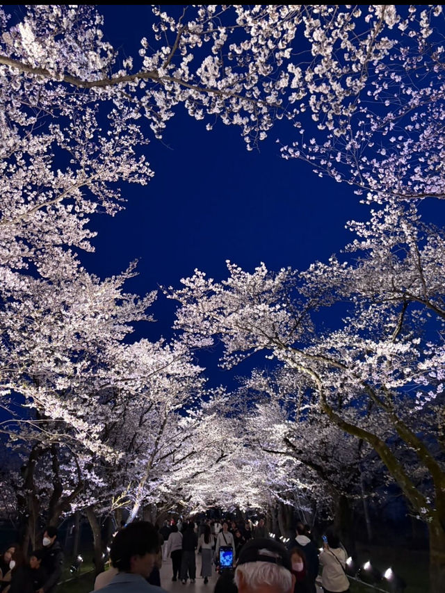 四季が彩る歴史の庭。高田城址公園で静かな時間を🌸