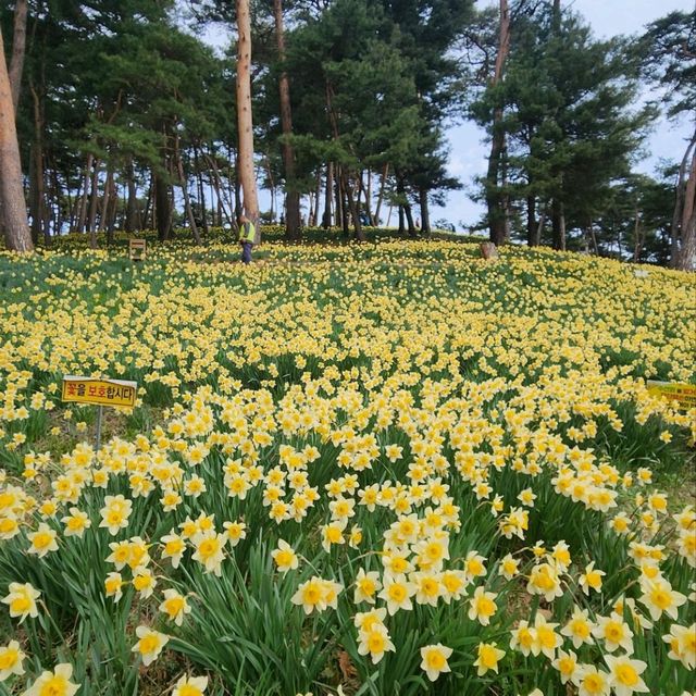 서산유기방가옥, 시간이 멈춘 고택에서 수선화축제 만끽한 하루!