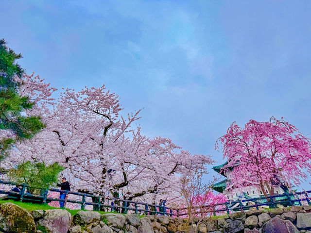 ปราสาทฮิโรซากิ (Hirosaki Castle / 弘前城)