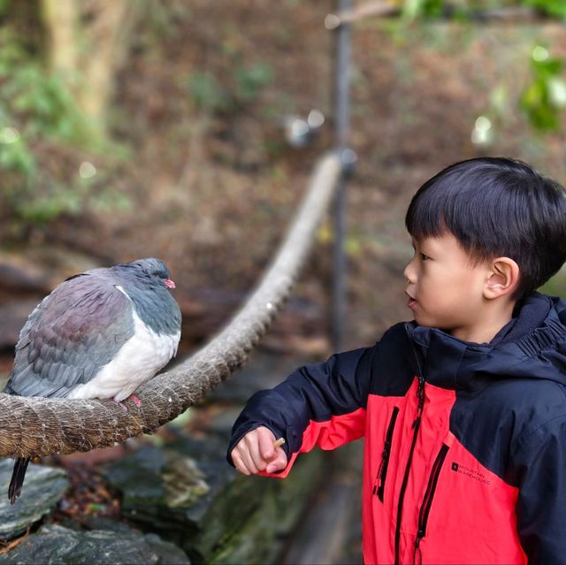 Enchanting Moments at Queenstown Kiwi Park