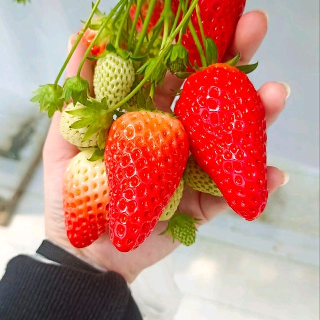 กินสตอร์เบอรี่สีขาวแบบบุฟเฟ่ต์ที่Tsujiguchi Farm
