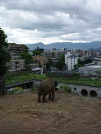 【緑と命にふれる旅🌿】福岡市動植物園でのんびり癒し時間