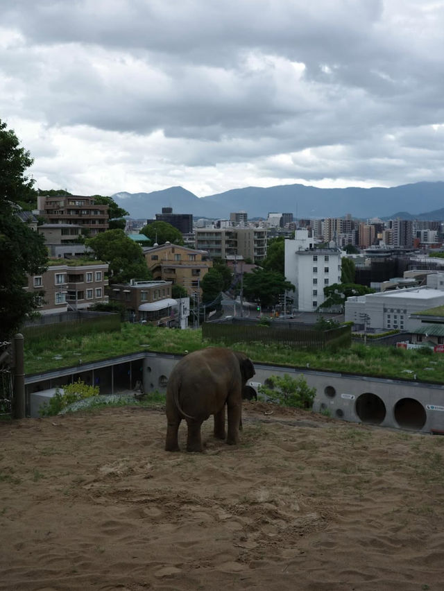 【緑と命にふれる旅🌿】福岡市動植物園でのんびり癒し時間
